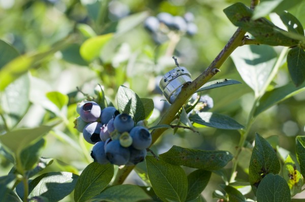 Finn RIver Farm Blueberries